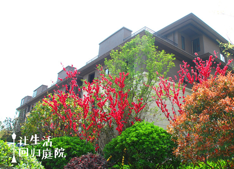 前后张望南阳50年：这样的庭院，，，，，，很难再有了！